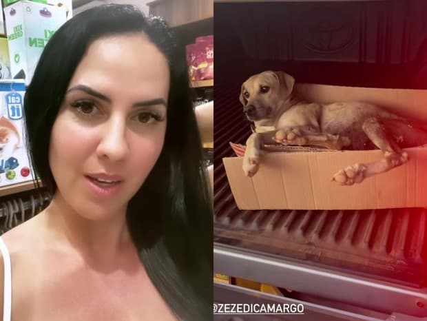 Graciele Lacerda e Zezé Di Camargo resgatam cachorrinha na estrada - Reprodução Graciele Lacerda e Zezé Di Camargo resgatam cachorrinha na estrada - Reprodução