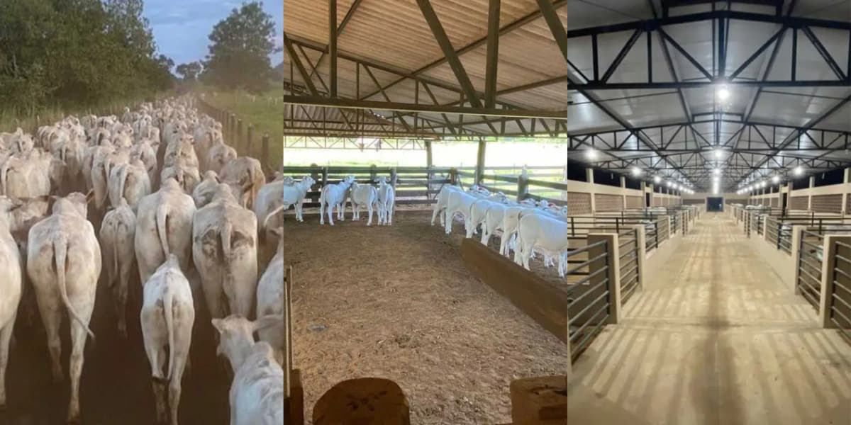 Cabeças de gado da fazenda da dupla Henrique e Juliano - Foto: Reprodução Cabeças de gado da fazenda da dupla Henrique e Juliano - Foto: Reprodução
