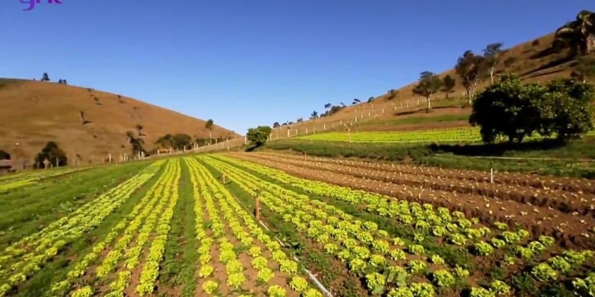 Horta da fazenda de Marcos Palmeira Horta da fazenda de Marcos Palmeira