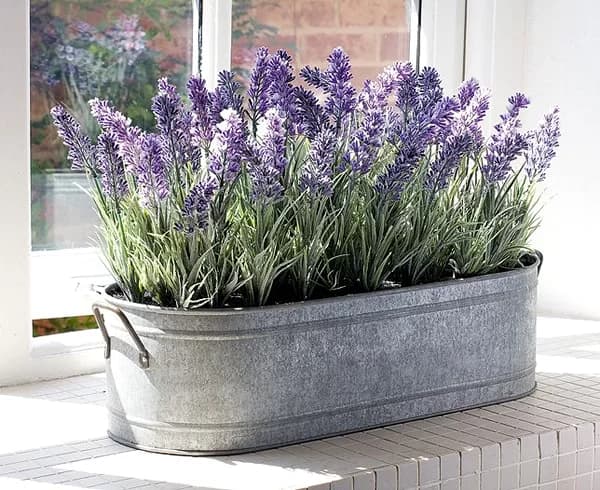A planta lavanda é a opção perfeita para diminuir as crises alérgicas - Foto Reprodução Internet A planta lavanda é a opção perfeita para diminuir as crises alérgicas - Foto Reprodução Internet