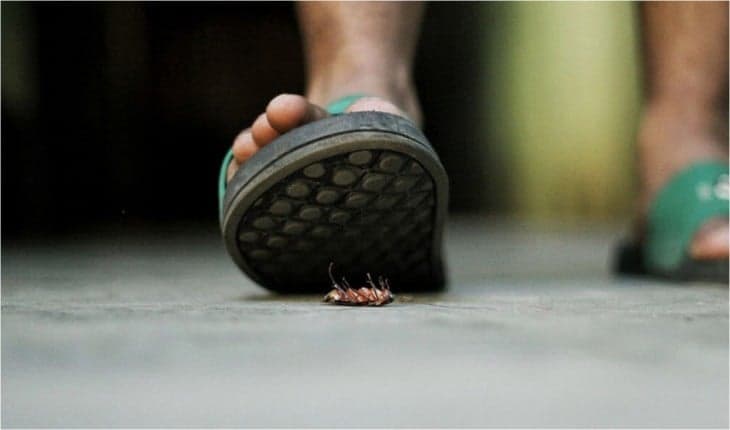 Você precisa saber toda a verdade sobre não poder matar uma barata pisando nela, de forma alguma - Foto Internet Você precisa saber toda a verdade sobre não poder matar uma barata pisando nela, de forma alguma - Foto Internet