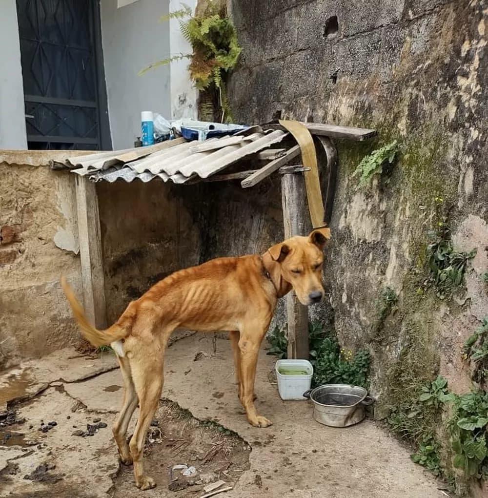 Cão é resgatado de situação de maus-tratos em Juiz de Fora - Foto G1 Cão é resgatado de situação de maus-tratos em Juiz de Fora - Foto G1