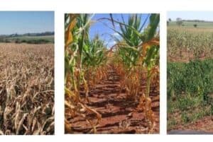 Forte no agro de MS, Grupo Basso, devendo milhões, entra em recuperação judicial - Foto Internet Forte no agro de MS, Grupo Basso, devendo milhões, entra em recuperação judicial - Foto Internet