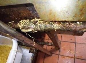 Cozinha seriamente imunda de restaurante deixa até inspetores enojados - Foto R7 Cozinha seriamente imunda de restaurante deixa até inspetores enojados - Foto R7