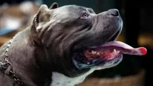 Foto mostra cachorro da raça Bully de perfil - Foto G1 Foto mostra cachorro da raça Bully de perfil - Foto G1