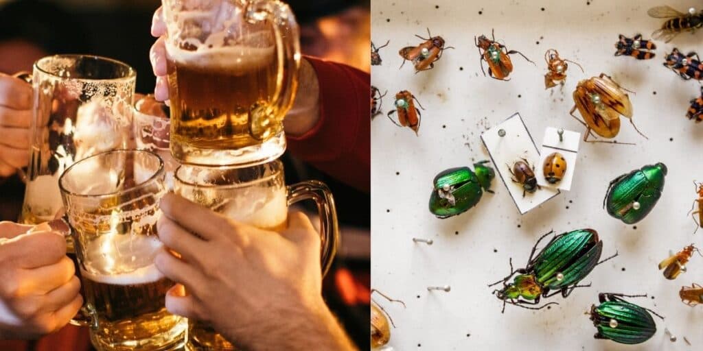 Bomba: Cerveja com INSETOS acaba de ter verdade exposta e é isso o que tem na bebida mais amada do Brasil