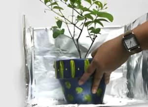 Plantas envolvidas com papel alumínio - Foto Internet Plantas envolvidas com papel alumínio - Foto Internet