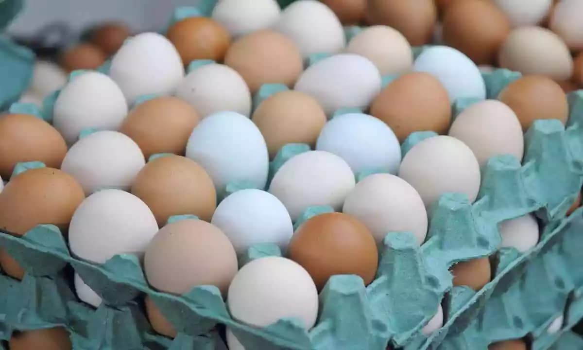 Risco à saúde e PROIBIÇÃO da ANVISA às pressas: A marca de ovo arrancada das prateleiras dos mercados (Reprodução/Internet) Risco à saúde e PROIBIÇÃO da ANVISA às pressas: A marca de ovo arrancada das prateleiras dos mercados (Reprodução/Internet)