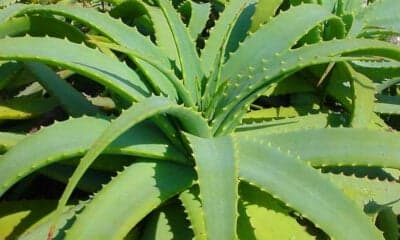 A babosa é uma fonte natural de colágeno - Foto Internet A babosa é uma fonte natural de colágeno - Foto Internet