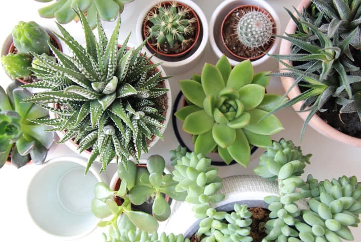 Cuidados especiais com suas plantas (Foto: Reprodução/ Internet) Cuidados especiais com suas plantas (Foto: Reprodução/ Internet)