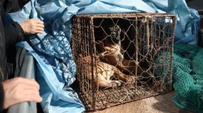 Coreia do Sul aprova projeto de lei que proíbe venda de carne de cachorro - Foto Internet Coreia do Sul aprova projeto de lei que proíbe venda de carne de cachorro - Foto Internet