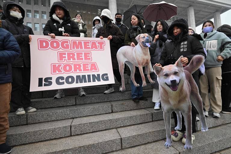 Coreia do Sul aprova projeto de lei que proíbe venda de carne de cachorro - Foto Internet Coreia do Sul aprova projeto de lei que proíbe venda de carne de cachorro - Foto Internet