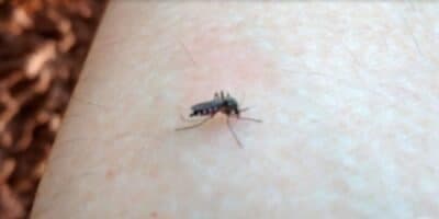 Aedes aegypti, mais conhecido como mosquito da Dengue (Foto: Reprodução / Globo) Aedes aegypti, mais conhecido como mosquito da Dengue (Foto: Reprodução / Globo)
