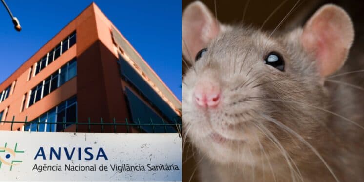 Anvisa proíbe marcas de sal e açúcar devido pelo e fezes de rato (Foto: Reprodução/ Internet) Anvisa proíbe marcas de sal e açúcar devido pelo e fezes de rato (Foto: Reprodução/ Internet)