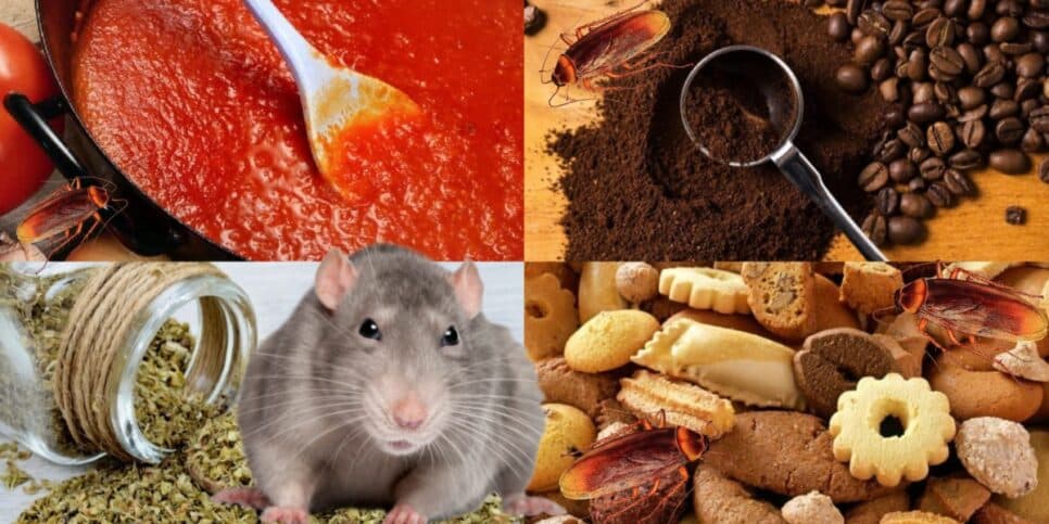 Nojento: Fezes de rato e barata em biscoito, molho, café e até orégano que podem estar no seu armário hoje