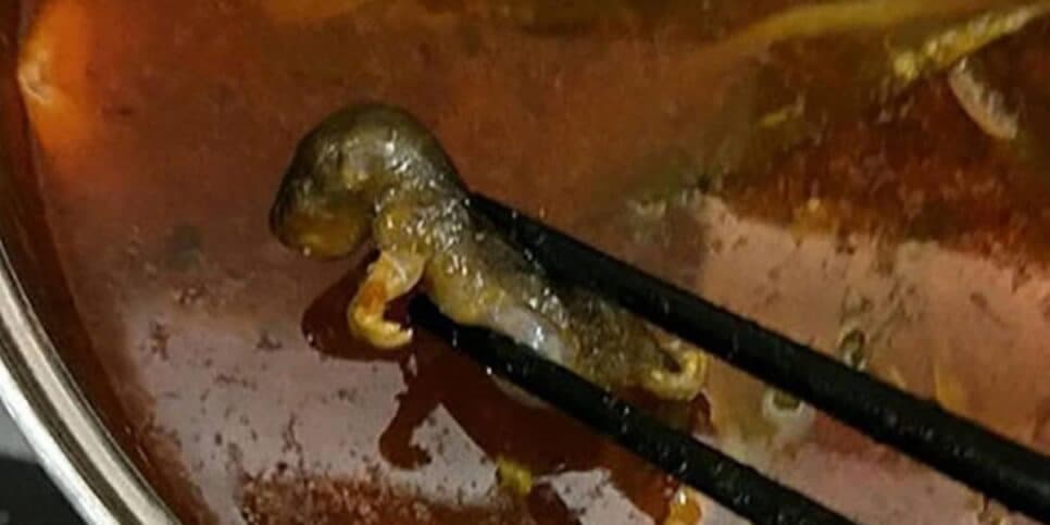 Rato cozido encontrado no restaurante - Foto Reprodução Internet Rato cozido encontrado no restaurante - Foto Reprodução Internet