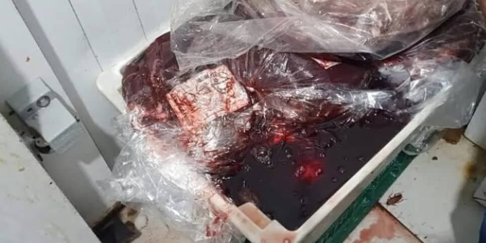 Carnes estavam descongelando de forma imprópria e baratas estavam por toda parte em depósito de supermercado interditado em Campos, no RJ — Foto- Divulgação:Visa Campos Carnes estavam descongelando de forma imprópria e baratas estavam por toda parte em depósito de supermercado interditado em Campos, no RJ — Foto- Divulgação:Visa Campos