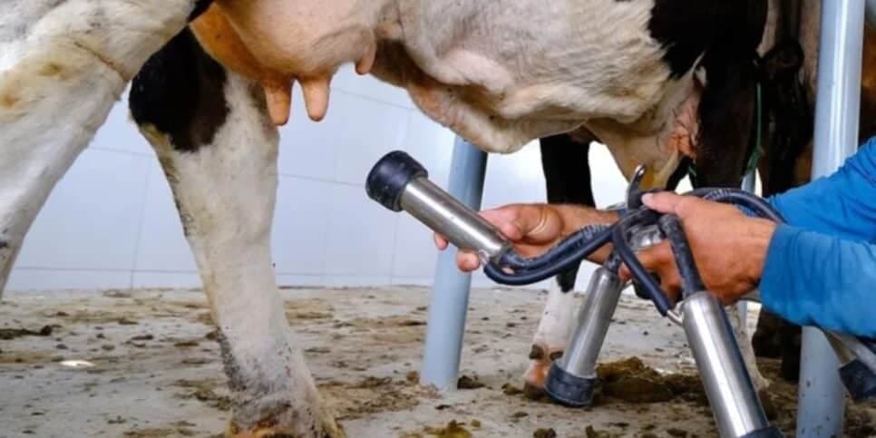 O leite deve ser ordenhado da maneira correta e passar pelo processo de pasteurização (Foto: Reprodução/ Internet) O leite deve ser ordenhado da maneira correta e passar pelo processo de pasteurização (Foto: Reprodução/ Internet)