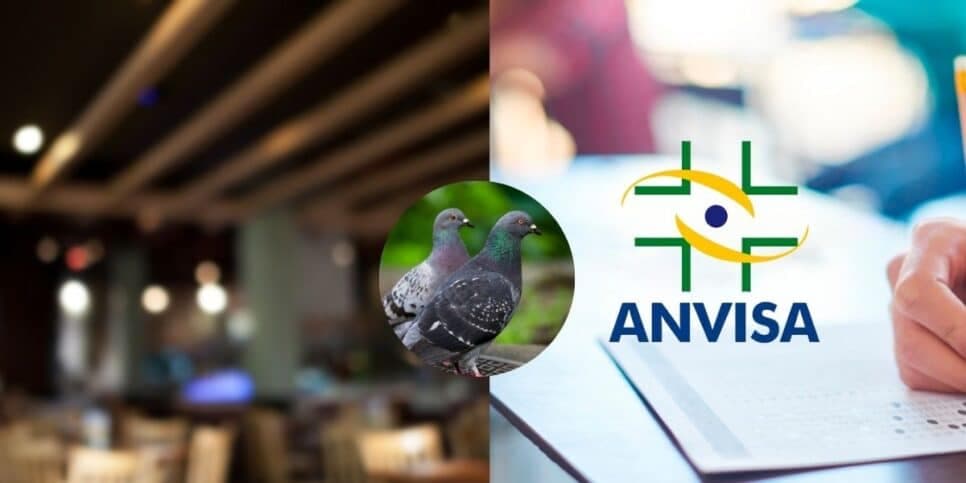 Carne de pombo: Globo desmascara restaurante popular por nojeira e confirma interdição urgente da ANVISA