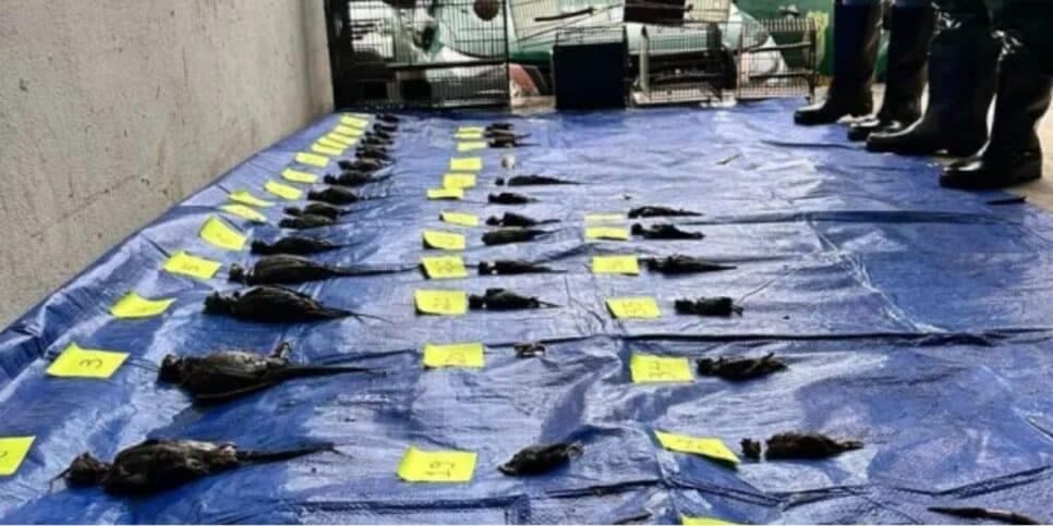 Corpos dos animais retirados da loja
(Imagem: Reprodução/Polícia Civil) Corpos dos animais retirados da loja
(Imagem: Reprodução/Polícia Civil)