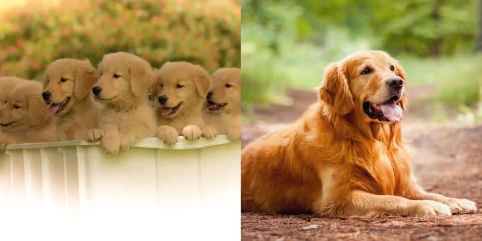 Além de ser o quarto cachorro mais inteligente do mundo, o Golden é o cãozinho mais amado dos famosos no Brasil (Foto: Reprodução/ Internet) Além de ser o quarto cachorro mais inteligente do mundo, o Golden é o cãozinho mais amado dos famosos no Brasil (Foto: Reprodução/ Internet)