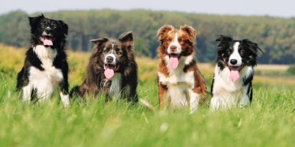 O Border Collie é a raça de cachorro mais inteligente do mundo (Foto: Reprodução/ Internet) O Border Collie é a raça de cachorro mais inteligente do mundo (Foto: Reprodução/ Internet)