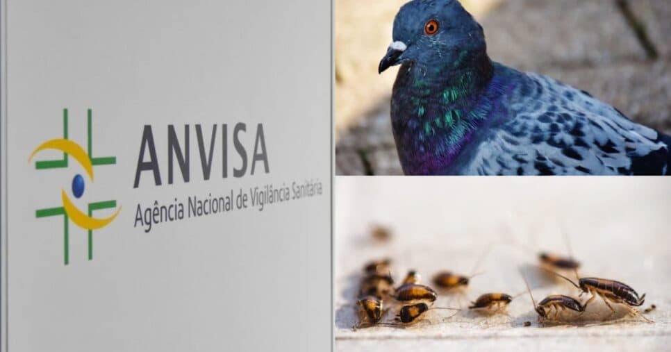 Barata, pombo e nojeira: A interdição da Anvisa às pressas contra restaurante n°1