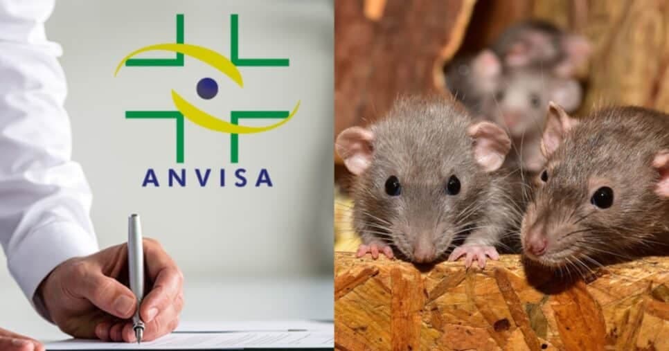 Pelo de rato em chá e+: Anvisa traz confirmação sobre 3 populares (Foto: Reprodução/ Internet) Pelo de rato em chá e+: Anvisa traz confirmação sobre 3 populares (Foto: Reprodução/ Internet)