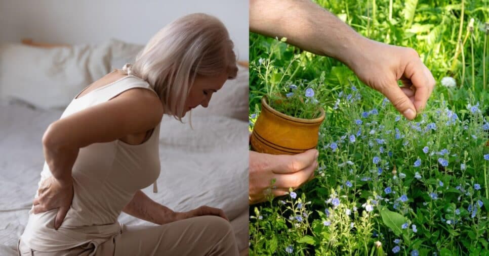 Para nunca mais sofrer com osteoporose: Planta popular traz cálcio mais potente aos ossos das 60+
