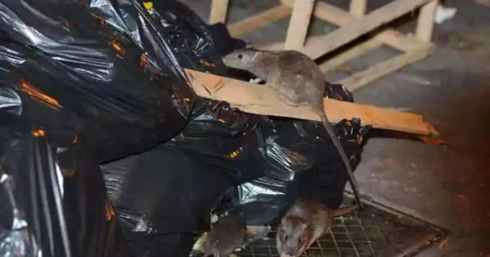 Ratos podem transmitir doenças, ainda mais em contato com alimentos (Foto Reprodução/Imagem ilustrativa/Correio de Minas) Ratos podem transmitir doenças, ainda mais em contato com alimentos (Foto Reprodução/Imagem ilustrativa/Correio de Minas)