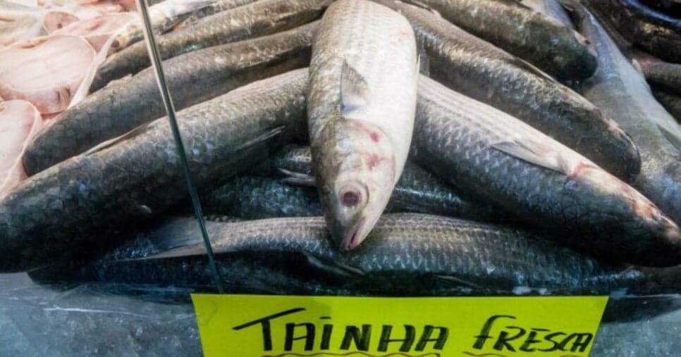 Peixe encontrado no Mercado de Florianópolis Peixe encontrado no Mercado de Florianópolis