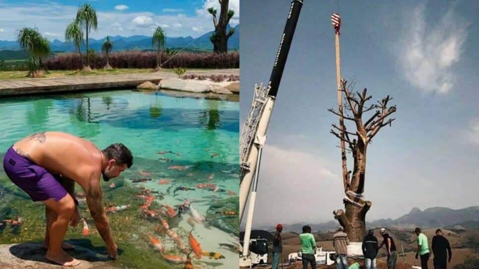 Lago com peixes e árvore de 50 anos da África (Fotos: Reprodução/ YouTube/ Montagem) Lago com peixes e árvore de 50 anos da África (Fotos: Reprodução/ YouTube/ Montagem)