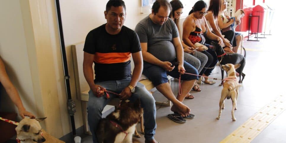Projeto garante tratamento e cuidados de veterinário a cães e gatos de forma gratuita (Foto Reprodução/Internet) Projeto garante tratamento e cuidados de veterinário a cães e gatos de forma gratuita (Foto Reprodução/Internet)