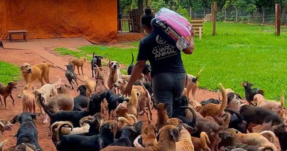 Abrigo de animais tem 60 dias para doar 176 bichos antes de fechar portas - Foto Reprodução Internet Abrigo de animais tem 60 dias para doar 176 bichos antes de fechar portas - Foto Reprodução Internet