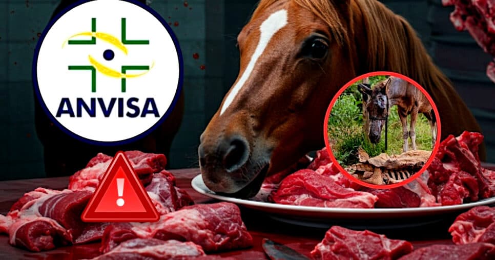 Carne de cavalo: Fábrica é fechada após descoberta estarrecedora e ANVISA liga o alerta em Anápolis, GO