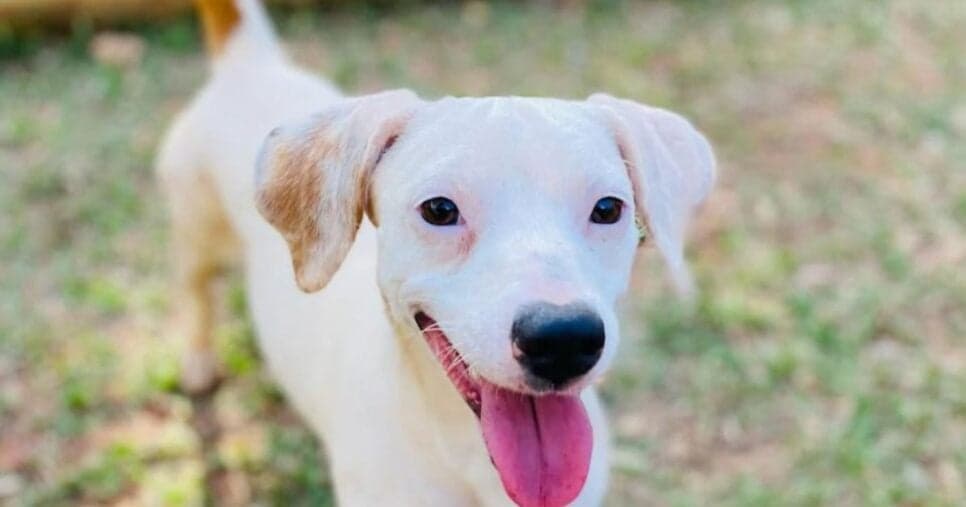 Instituto que fechou portas às pressas ainda tem animais para adoção - Foto Reprodução Internet Instituto que fechou portas às pressas ainda tem animais para adoção - Foto Reprodução Internet
