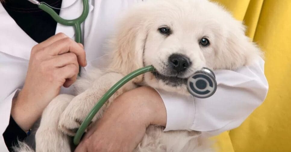 Os pets devem ficar em locais confortáveis e receberem o tratamento adequado (Foto: Reprodução/ Internet) Os pets devem ficar em locais confortáveis e receberem o tratamento adequado (Foto: Reprodução/ Internet)