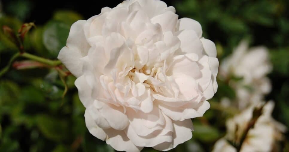 Rosa branca Rosa branca