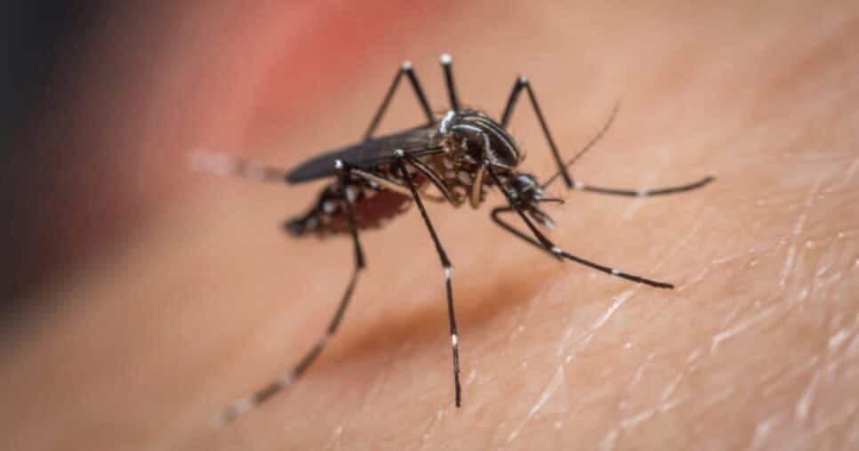 Os mosquitos somem na hora: 4 truques caseiros para blindar sua casa da dengue
