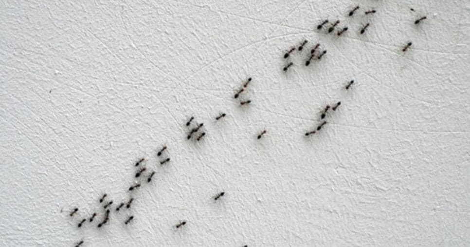 Descobrimos o método mais eficiente e 100% natural para acabar com as formigas em casa