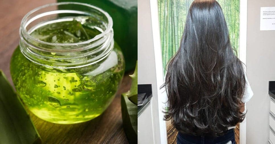 Evita queda de cabelo: Receita com babosa turbina fios e acelera crescimento